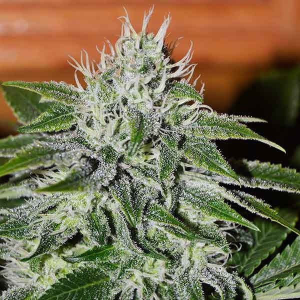 Delicious Seeds critical jack herer Samen
