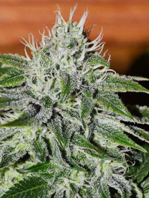 Delicious Seeds Critical Jack Herer 5 Stk feminisiert Delicious Seeds Critical Jack Herer 10 Stk feminisiert
