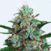 Delicious Seeds critical neville haze auto Samen