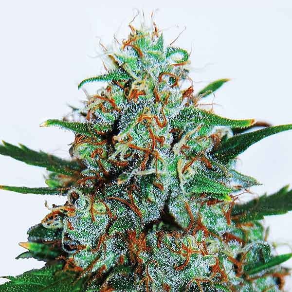 Delicious Seeds critical neville haze auto Samen