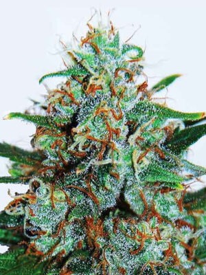 Delicious Seeds Critical Neville Haze Auto 10 Stk feminisiert