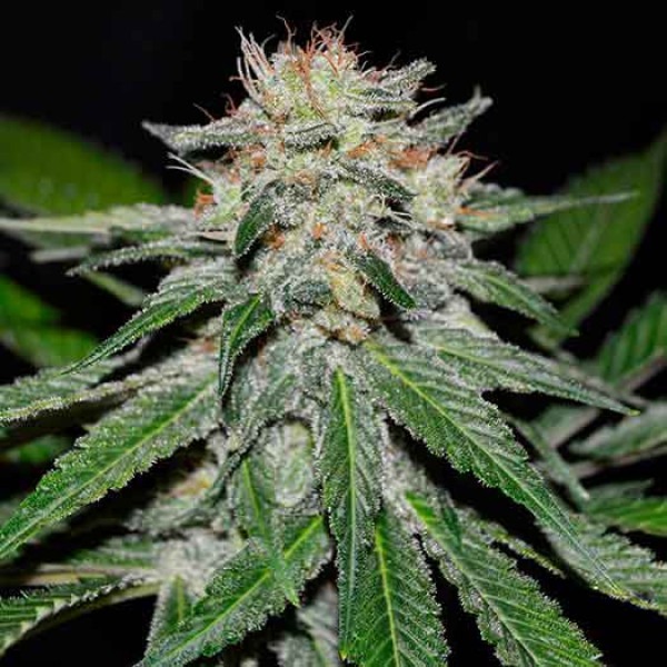 Delicious Seeds critical neville haze early version Samen