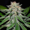 Delicious Seeds Critical Neville Haze Early Version 3 Stk feminisiert