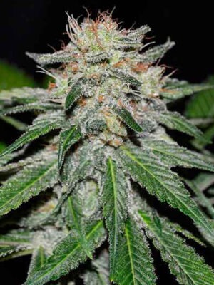 Delicious Seeds Critical Neville Haze Early Version 5 Stk feminisiert Delicious Seeds Critical Neville Haze Early Version 3 Stk feminisiert
