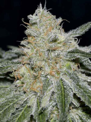 Delicious Seeds Critical Neville Haze 2.0