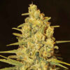 Delicious Seeds critical sensi star Samen
