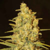 Delicious Seeds Critical Sensi Star 10 Stk feminisiert