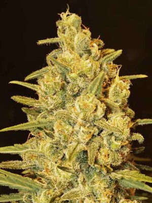 Delicious Seeds Critical Sensi Star 10 Stk feminisiert