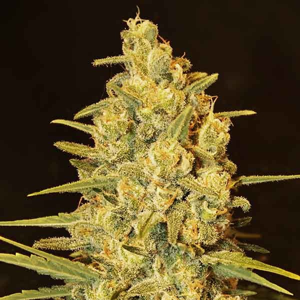 Delicious Seeds Critical Sensi Star 10 Stk feminisiert