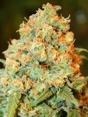 Delicious Seeds Critical Super Silver Haze 10 Stk feminisiert