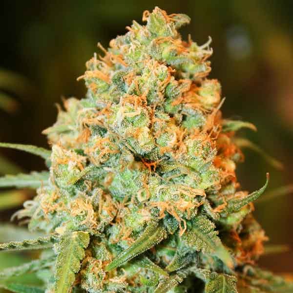 Delicious Seeds Critical Super Silver Haze 5 Stk feminisiert Delicious Seeds Critical Super Silver Haze 10 Stk feminisiert