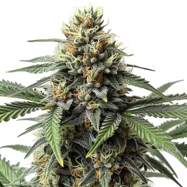 Blimburn Seeds cr Samen