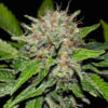 Delicious Seeds Deep Mandarine 10 Stk feminisiert