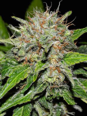 Delicious Seeds Deep Mandarine 10 Stk feminisiert