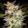 Delicious Seeds Delicious Candy Auto 10 Stk feminisiert
