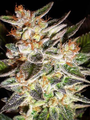 Delicious Seeds Delicious Candy Auto 10 Stk feminisiert