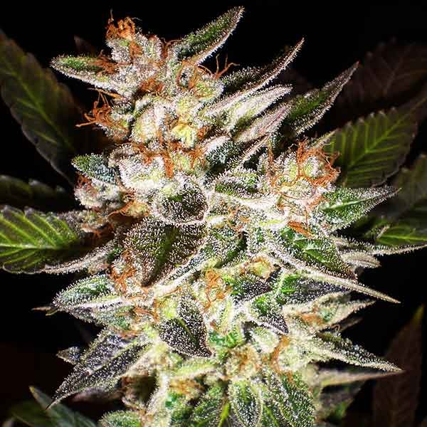 Delicious Seeds Delicious Candy Auto 10 Stk feminisiert