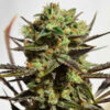 Delicious Seeds delicious candy Samen