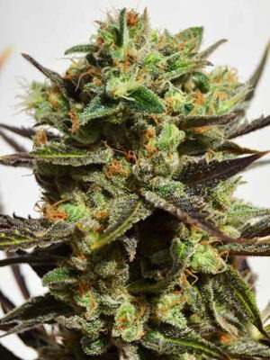 Delicious Seeds Delicious Candy 10 Stk feminisiert
