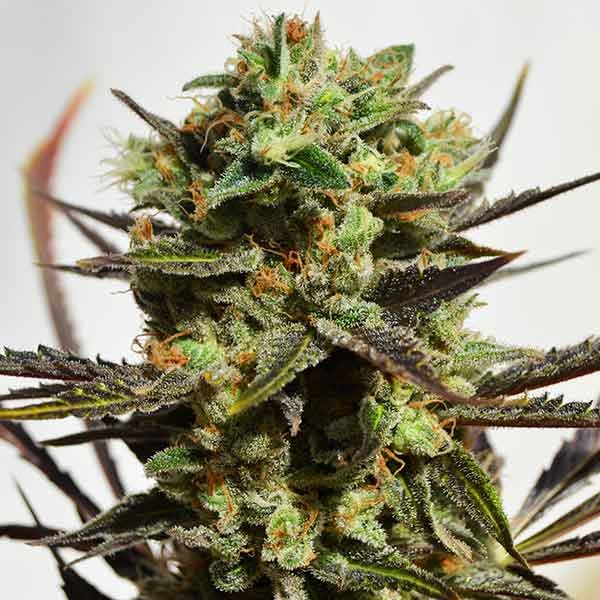 Delicious Seeds Delicious Candy 10 Stk feminisiert