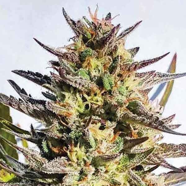 Delicious Seeds delicious cookies Samen