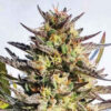 Delicious Seeds Delicious Cookies 10 Stk feminisiert