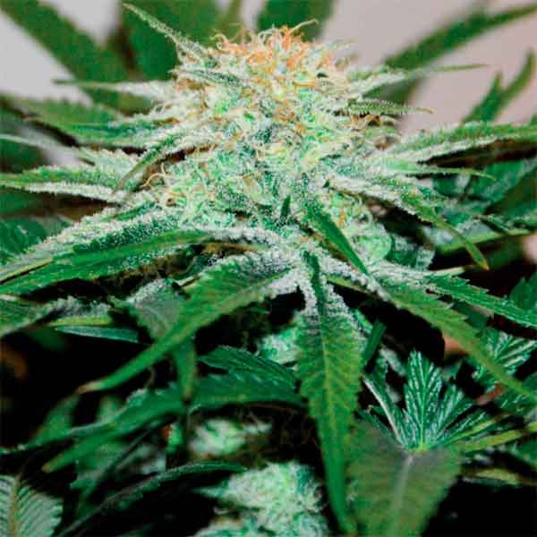Delicious Seeds descojack Samen