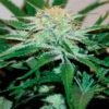 Delicious Seeds Descojack 10 Stk feminisiert