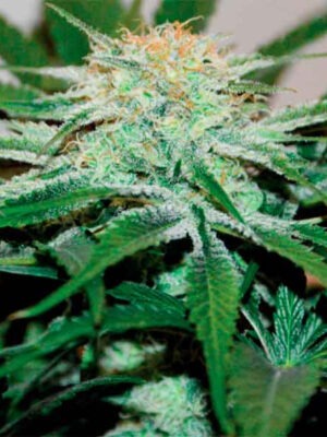 Delicious Seeds Descojack 10 Stk feminisiert