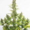 Dinafem amnesia autoflowering cbd Samen – Bild 3