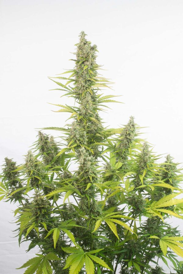 Dinafem amnesia autoflowering cbd Samen – Bild 3
