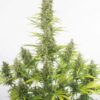 Dinafem amnesia autoflowering cbd Samen – Bild 4
