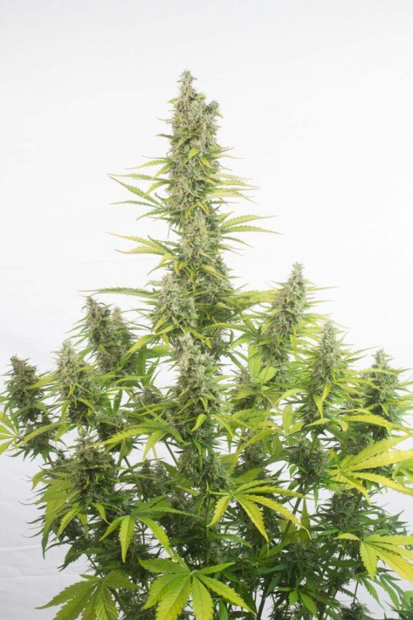 Dinafem amnesia autoflowering cbd Samen – Bild 4