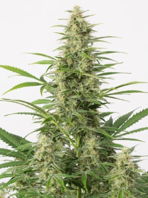 Dinafem sour diesel autoflowering Samen Dinafem sour diesel autoflowering Samen