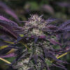 Growers Choice Blue Diesel Autoflower Samen – Bild 2