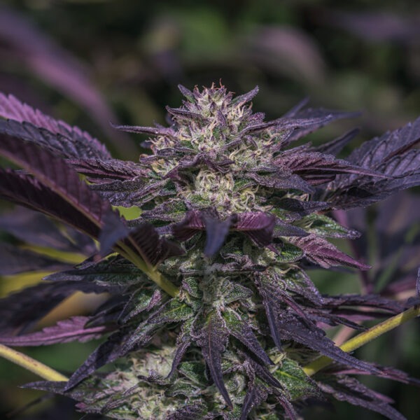 Growers Choice Blue Diesel Autoflower Samen – Bild 2