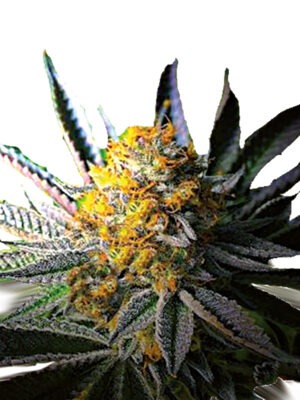 Growers Choice Frosty Gelato Autoflower Samen