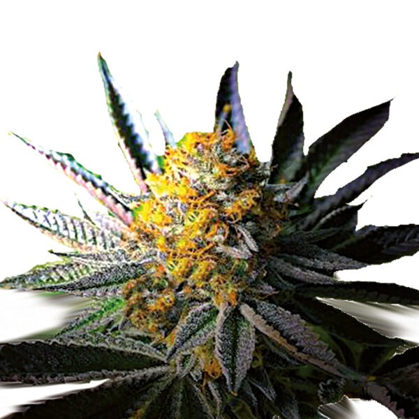 Growers Choice Frosty Gelato Autoflower Samen