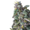 Growers Choice Rainbow Candy Autoflower Samen