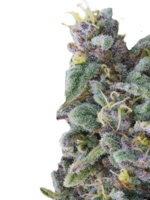 Growers Choice Rainbow Candy Autoflower Samen