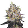 Growers Choice Watermelon Punch Autoflower Samen