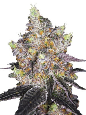 Growers Choice Watermelon Punch Autoflower Samen