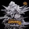 BSF Seeds double cookies Samen