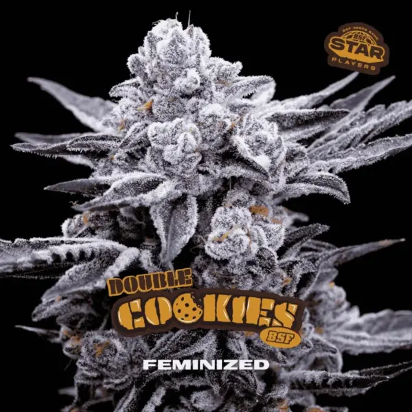 BSF Seeds double cookies Samen