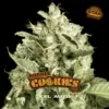 BSF Seeds double cookies auto Samen