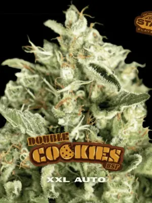 BSF Seeds double cookies auto Samen
