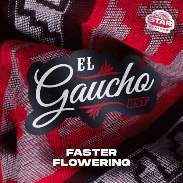 BSF Seeds el gaucho Samen – Bild 2