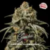 BSF Seeds el gaucho Samen