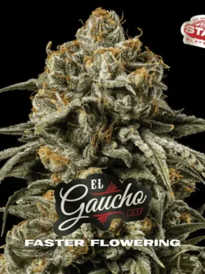BSF Seeds el gaucho Samen