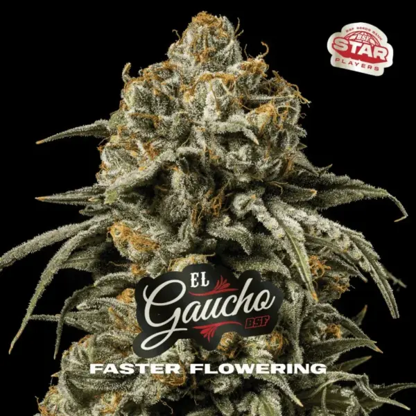 BSF Seeds el gaucho Samen
